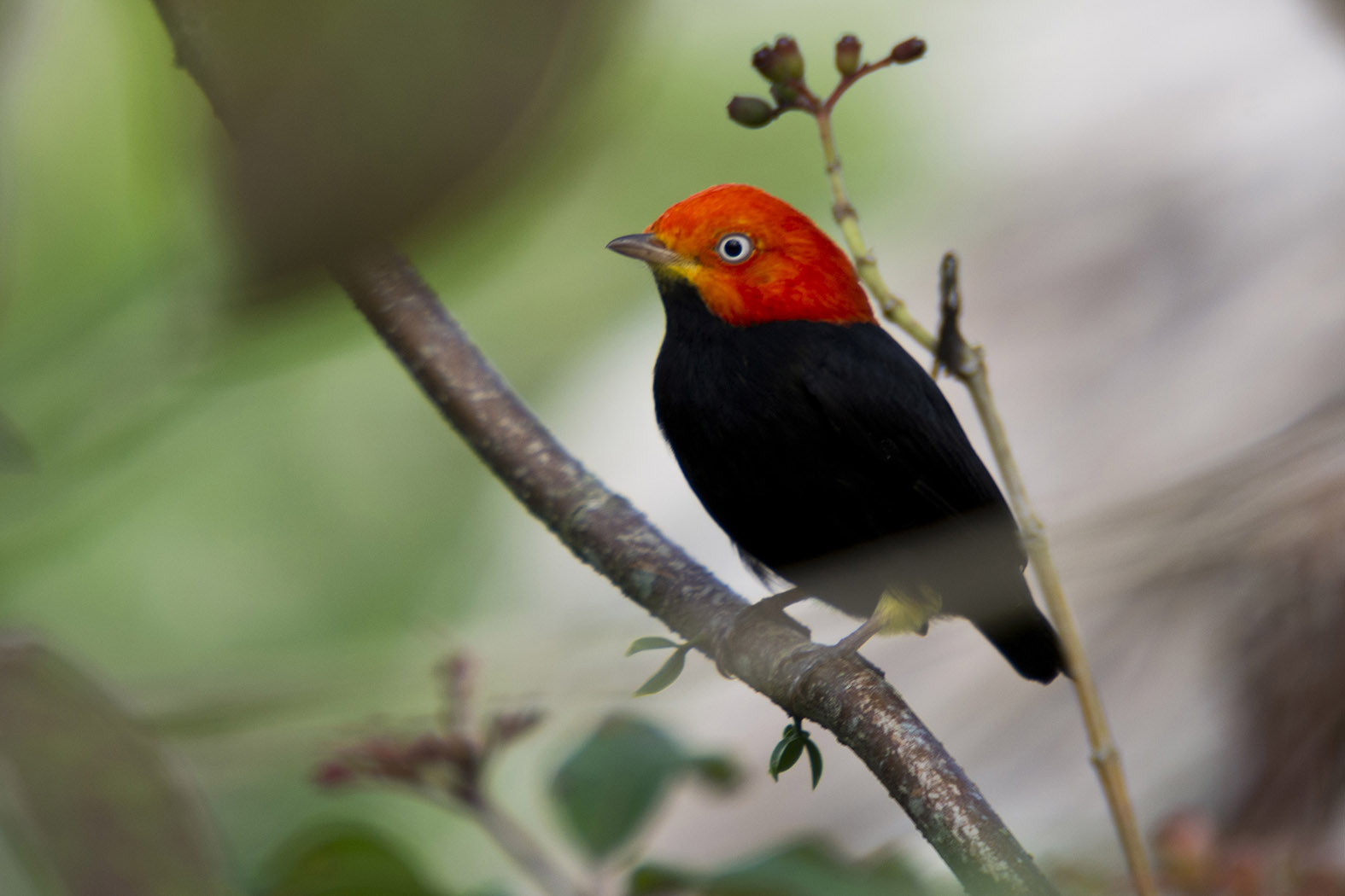 Red-capped Manakin - Ceratopipra mentalis a