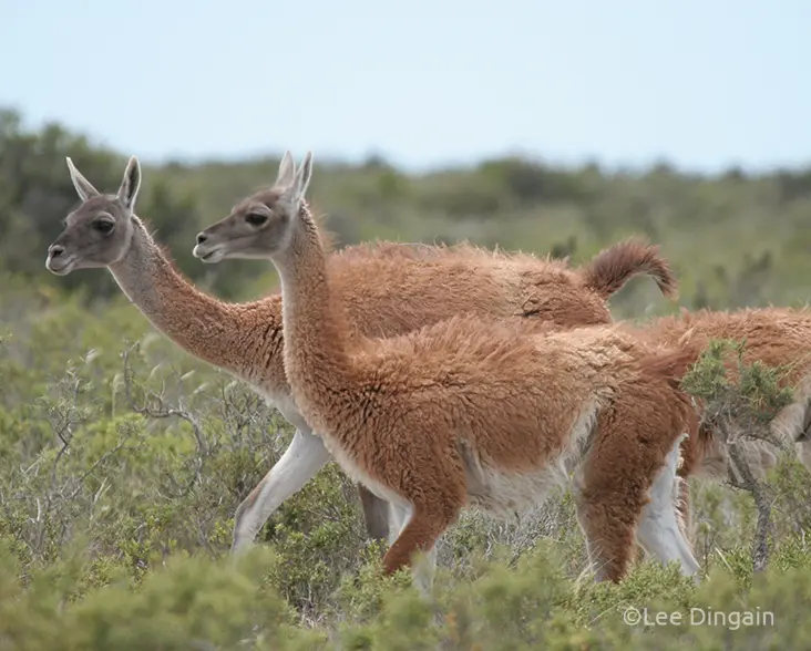 Guanacos