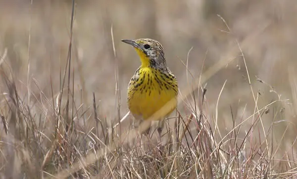 sharpes-longclaw-charlie-moores