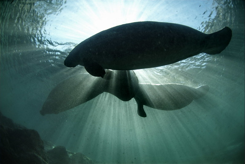 Antillean-Manatee-David-Hinkel-CC-