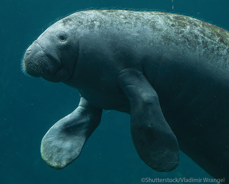 The shy, peaceful Antillean Manatee is an elusive species, spending its days grazing the underwater plants of the Barbacoas Lake's slow-moving waters. Credit: Shutterstock/Vladimir Wrangel