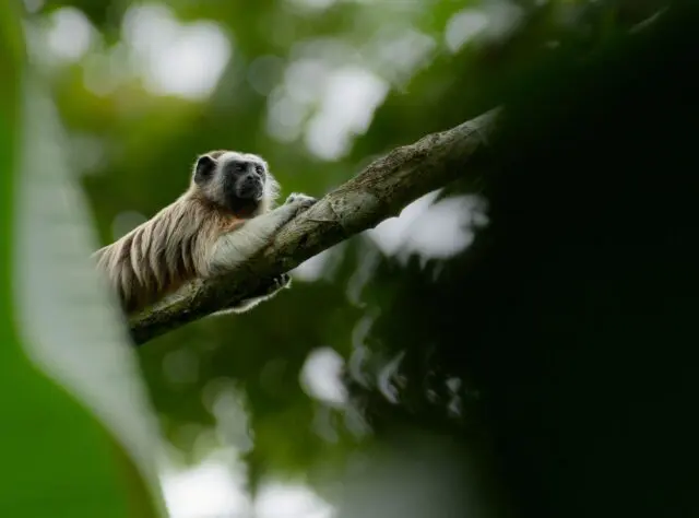 Alert and watching: the White-footed Tamarin lives in small social groups of around 4-15 individuals and depends on intact forests for its survival. Credit: Fundación Biodiversa Colombia (FBC)